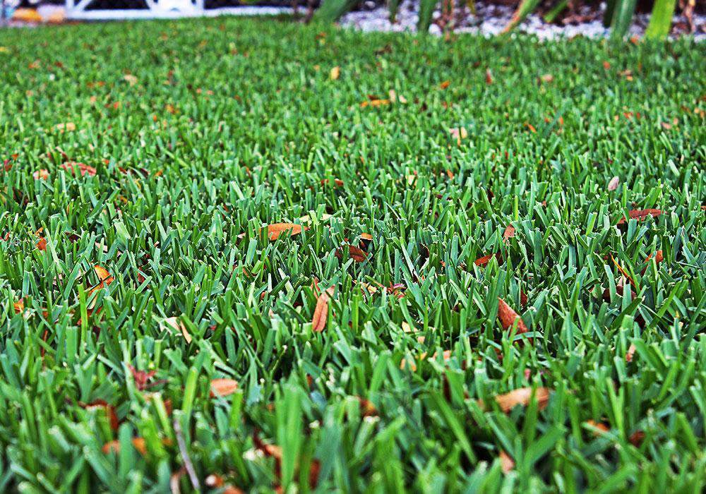 palmetto grass sydney