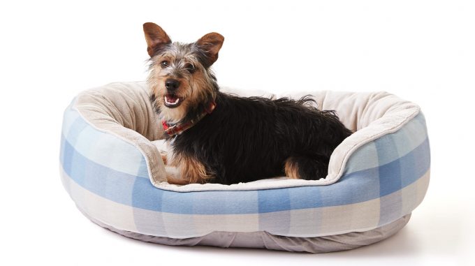 Accurate Chew Proof Dog Bed For Cozy Design Dog Bed Plus Chew Proof Dog Bed Cheap